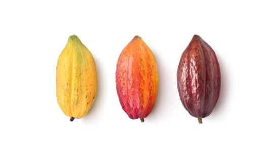 The 3 Cocoa Types Everyone Is Talking About in 2026: Criollo, Forastero & Trinitario