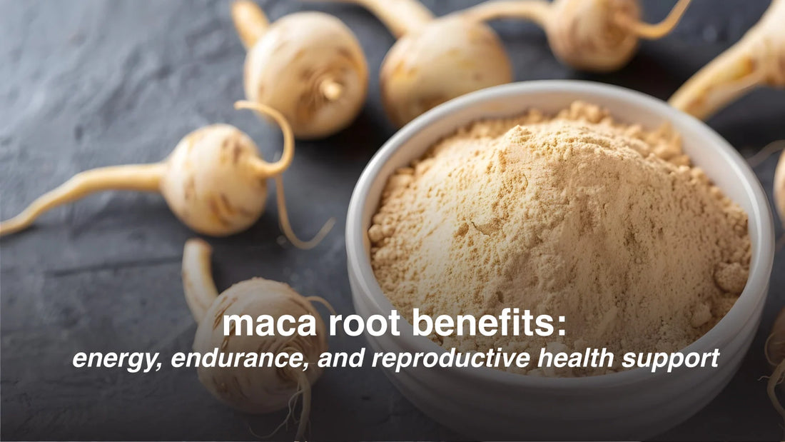 maca root powder and dried maca roots supporting energy and endurance nutrition